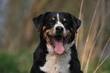 BOUVIER D'APPENZELL 030